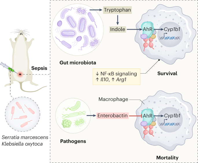 Intestinal microbiome metabolites control sepsis outcome