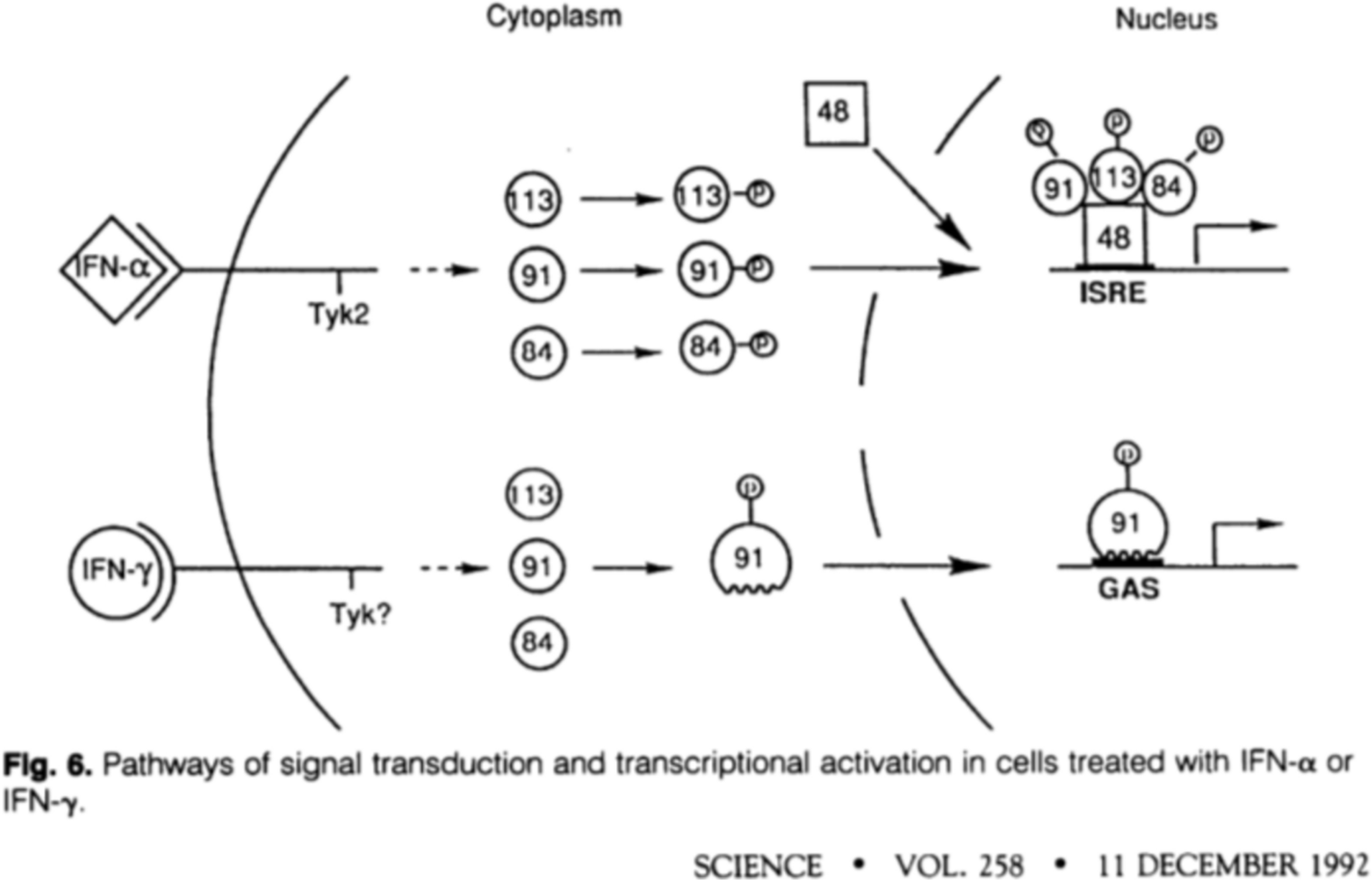 Sometimes Small Is Beautiful: Discovery of the Janus Kinases (JAK) and Signal Transducer and Activator of Transcription (STAT) Pathways and the Initial Development of JAK Inhibitors for IBD Treatment