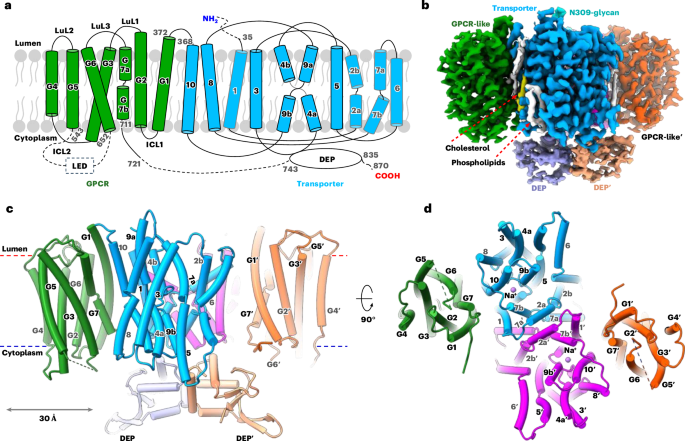 Molecular architecture of human LYCHOS involved in lysosomal cholesterol signaling