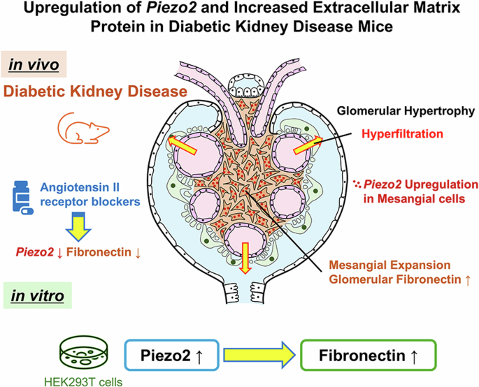 Upregulation of Piezo2 and increased extracellular matrix protein in diabetic kidney disease mice