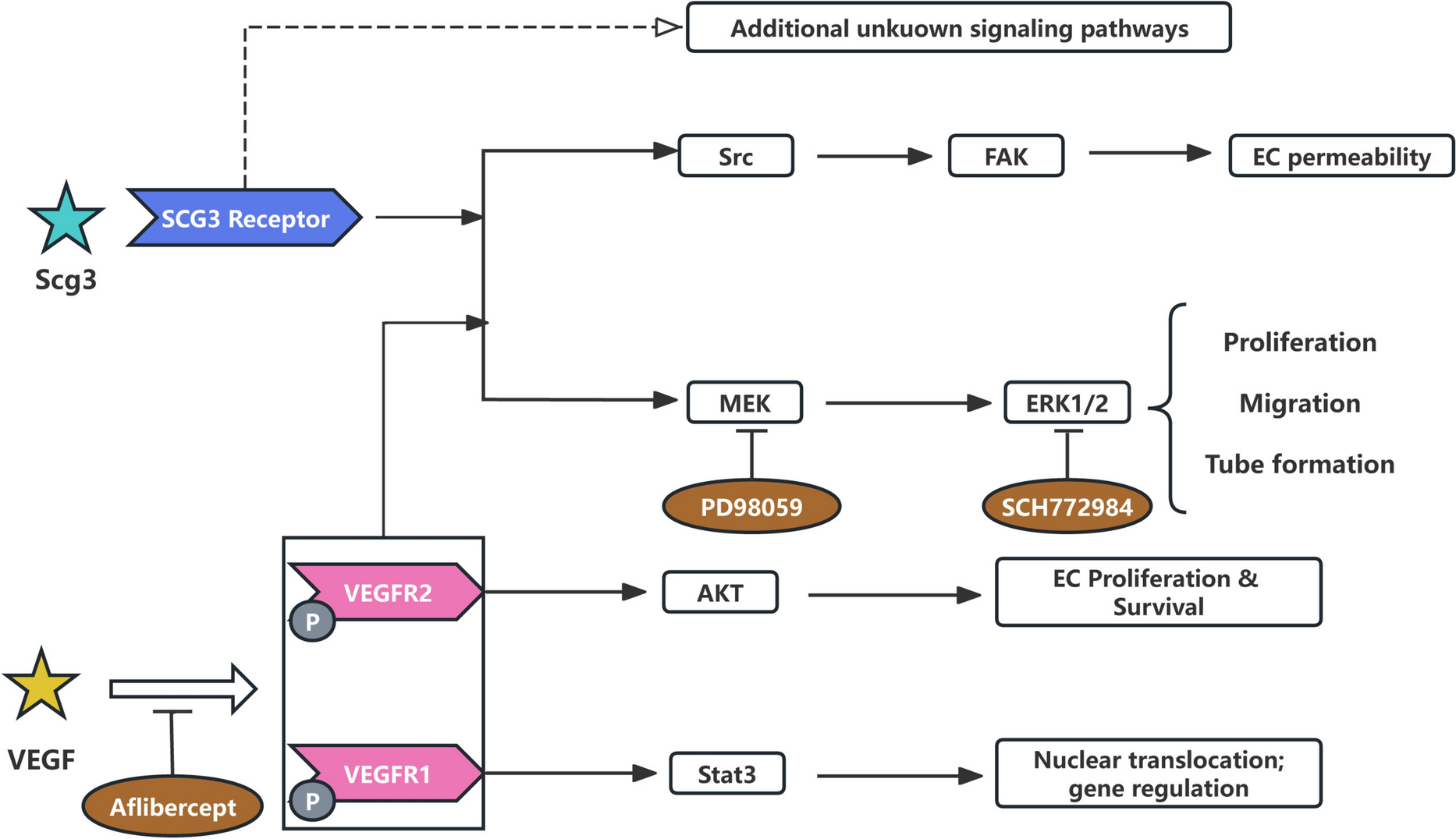 Secretogranin III: a promising therapeutic target for intraocular neovascular lesions