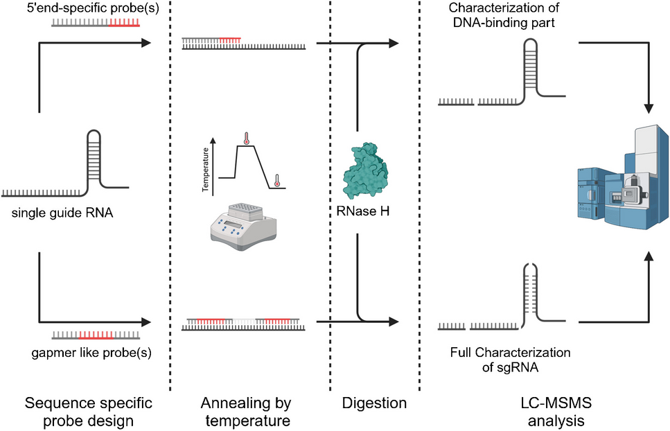 Full sequencing of 100mer sgRNA via tandem mass spectrometry by targeted RNase H digestion with customized probes