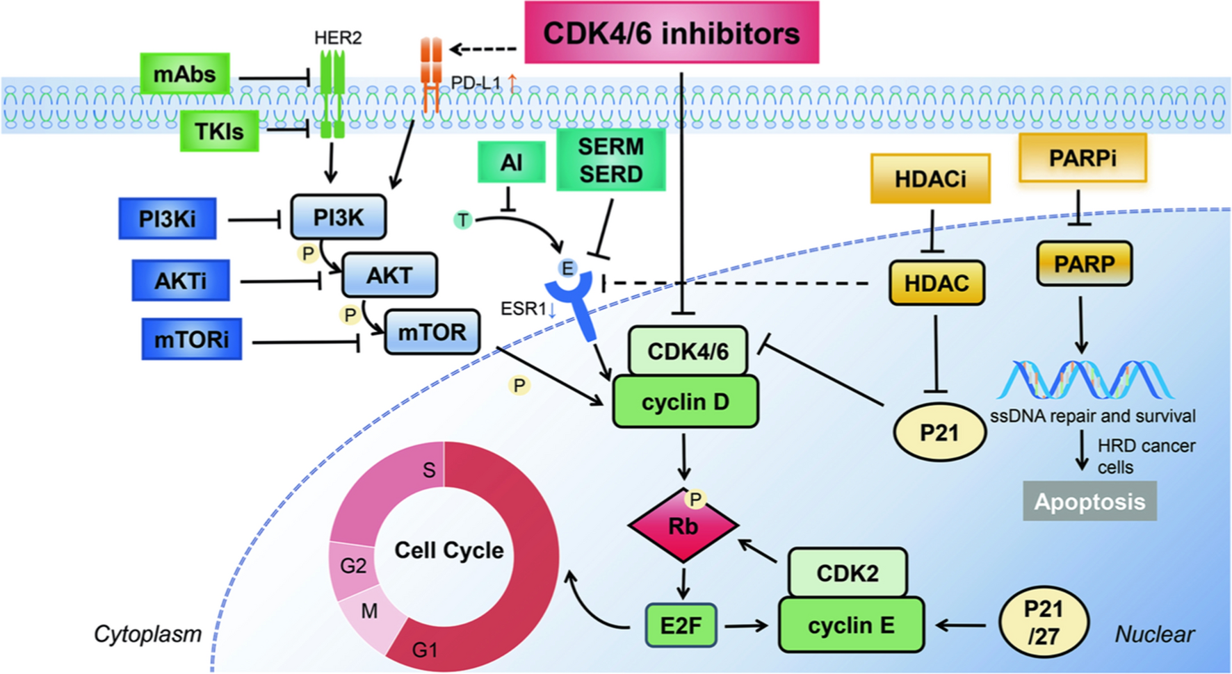 Efficacy and Safety of CDK4/6 Inhibitors: A Focus on HR+/HER2− Early Breast Cancer