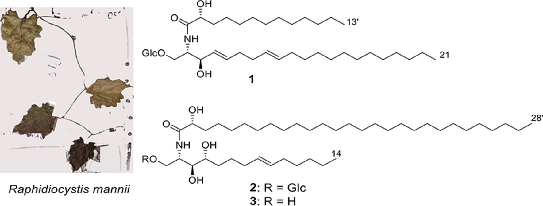 New cerebrosides and ceramide with other constituents from the aerial parts of Raphidiocystis mannii Hook. f. and their cytotoxic activities