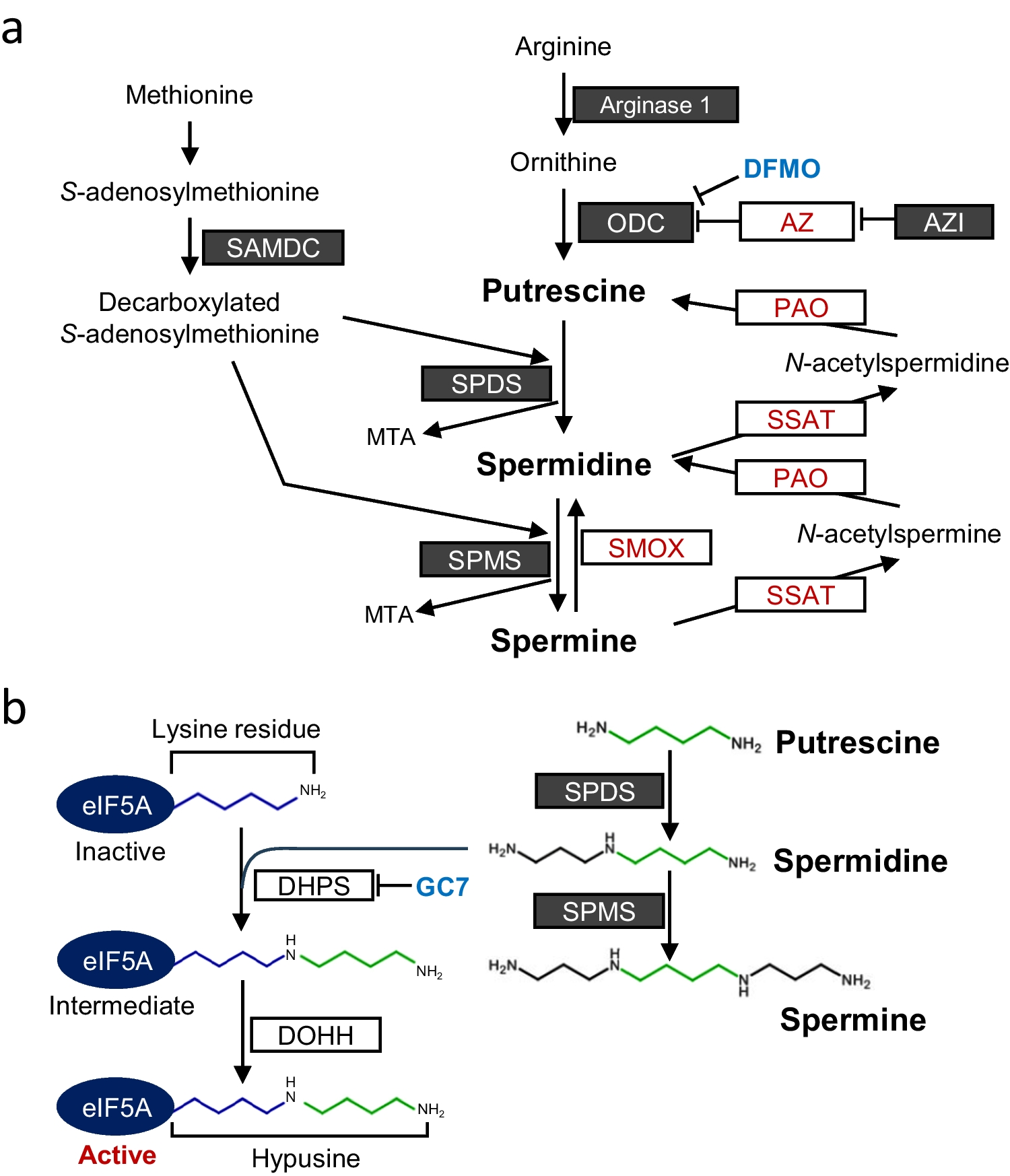 Role of polyamines in intestinal mucosal barrier function