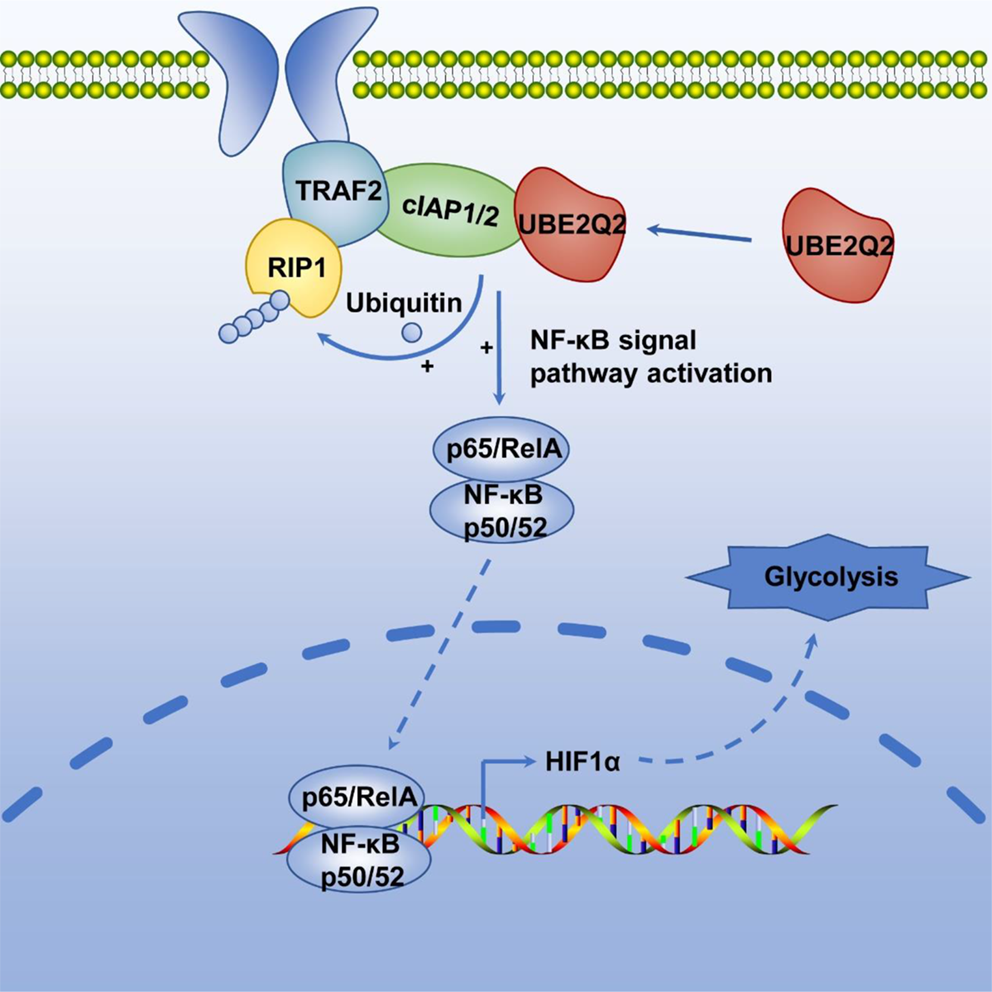 UBE2Q2 promotes tumor progression and glycolysis of hepatocellular carcinoma through NF-κB/HIF1α signal pathway