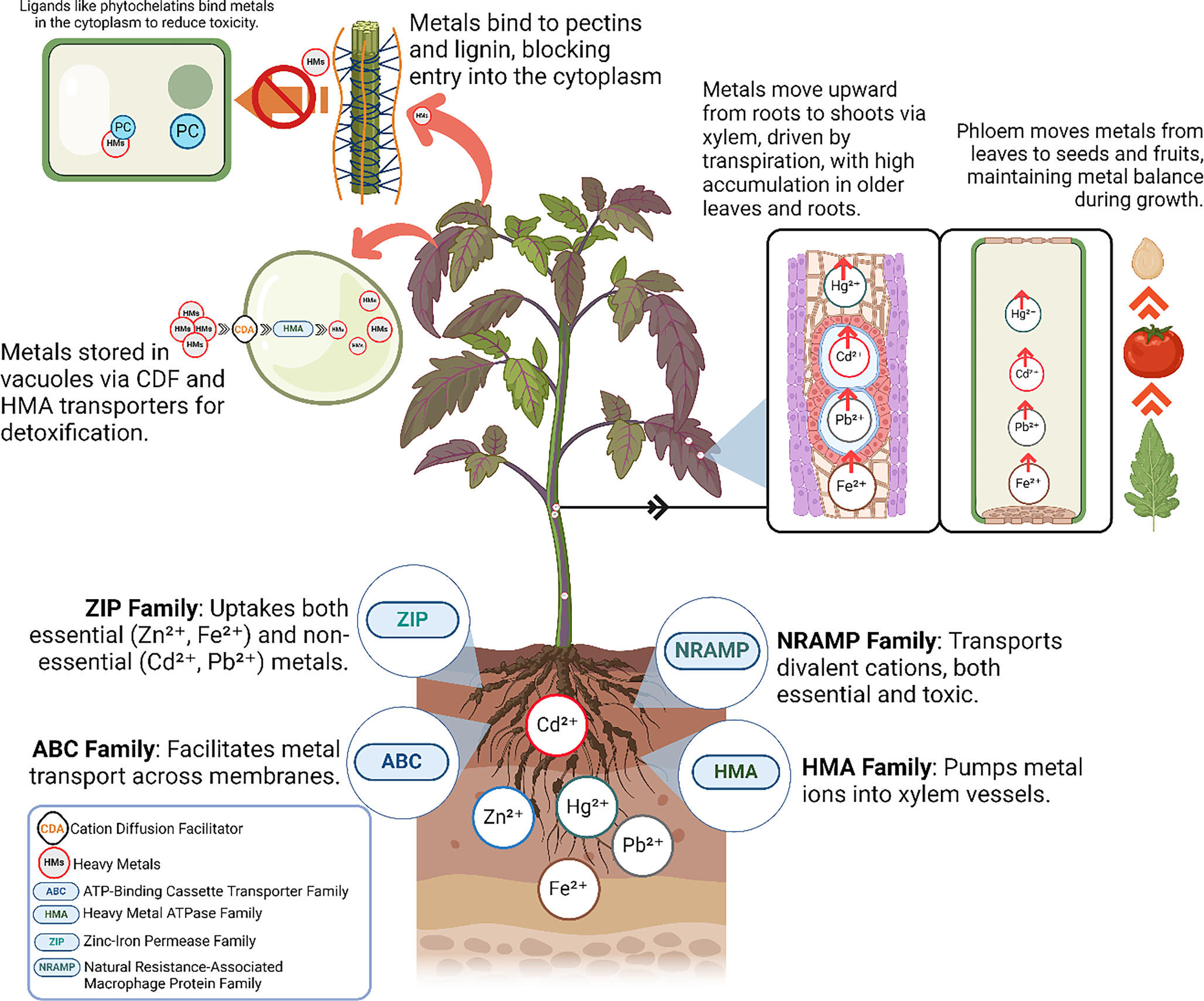 Microbial Interactions and Bacterial Responses to Metal Stress in Plants: Mechanisms, Adaptations, and Applications for Sustainable Agriculture