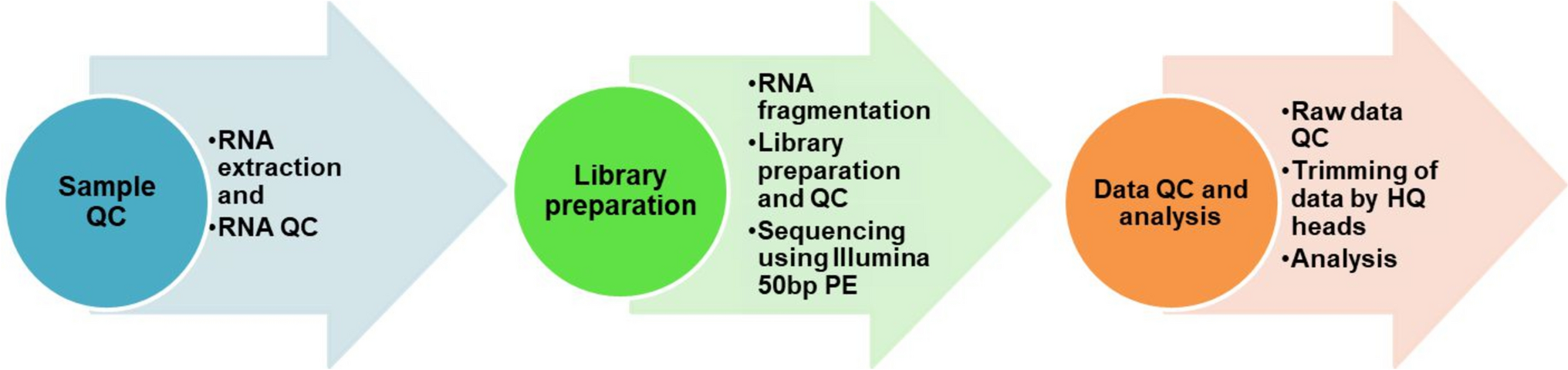 Transcriptomics-Driven Analysis of LDPE Degradation by Pseudomonas Aeruginosa WD4 Isolated from Plastic Waste Dumpsite