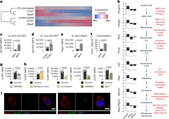 Cholesterol mobilization regulates dendritic cell maturation and the immunogenic response to cancer