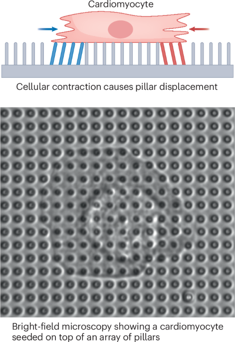 Traction force microscopy of cardiomyocytes