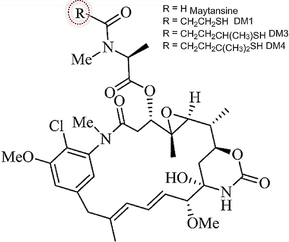 Maytansinoids in cancer therapy: advancements in antibody–drug conjugates and nanotechnology-enhanced drug delivery systems