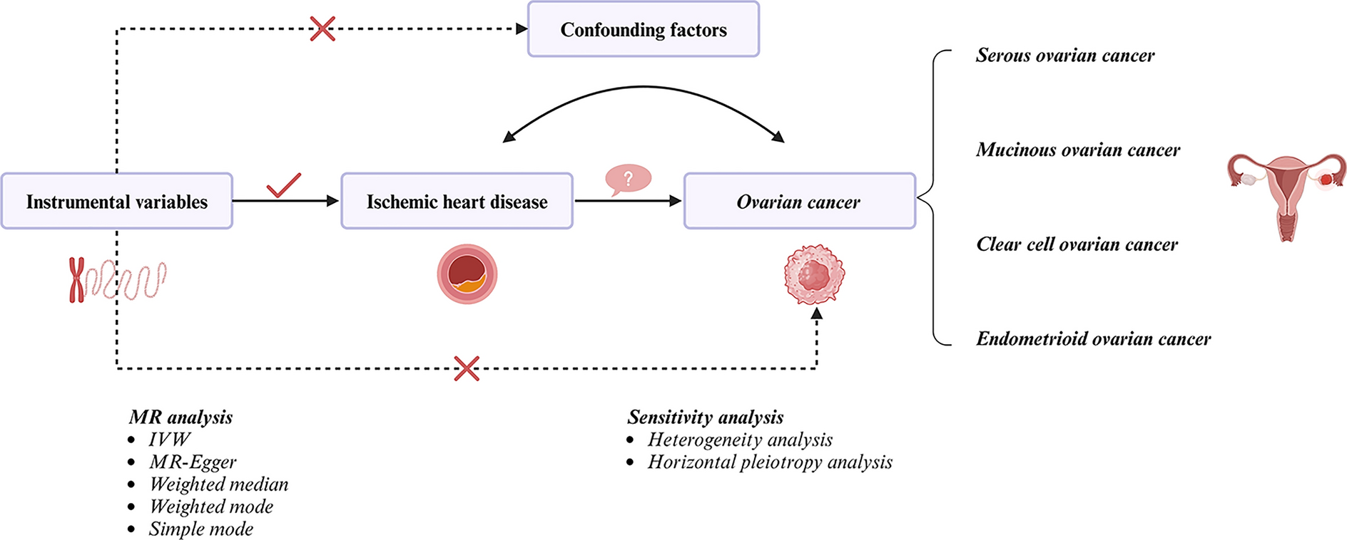 Causal role of ischemic heart disease in ovarian cancer subtypes