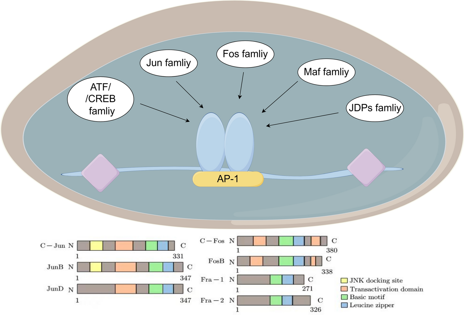 Advances in the relationship between AP-1 and tumorigenesis, development and therapy resistance