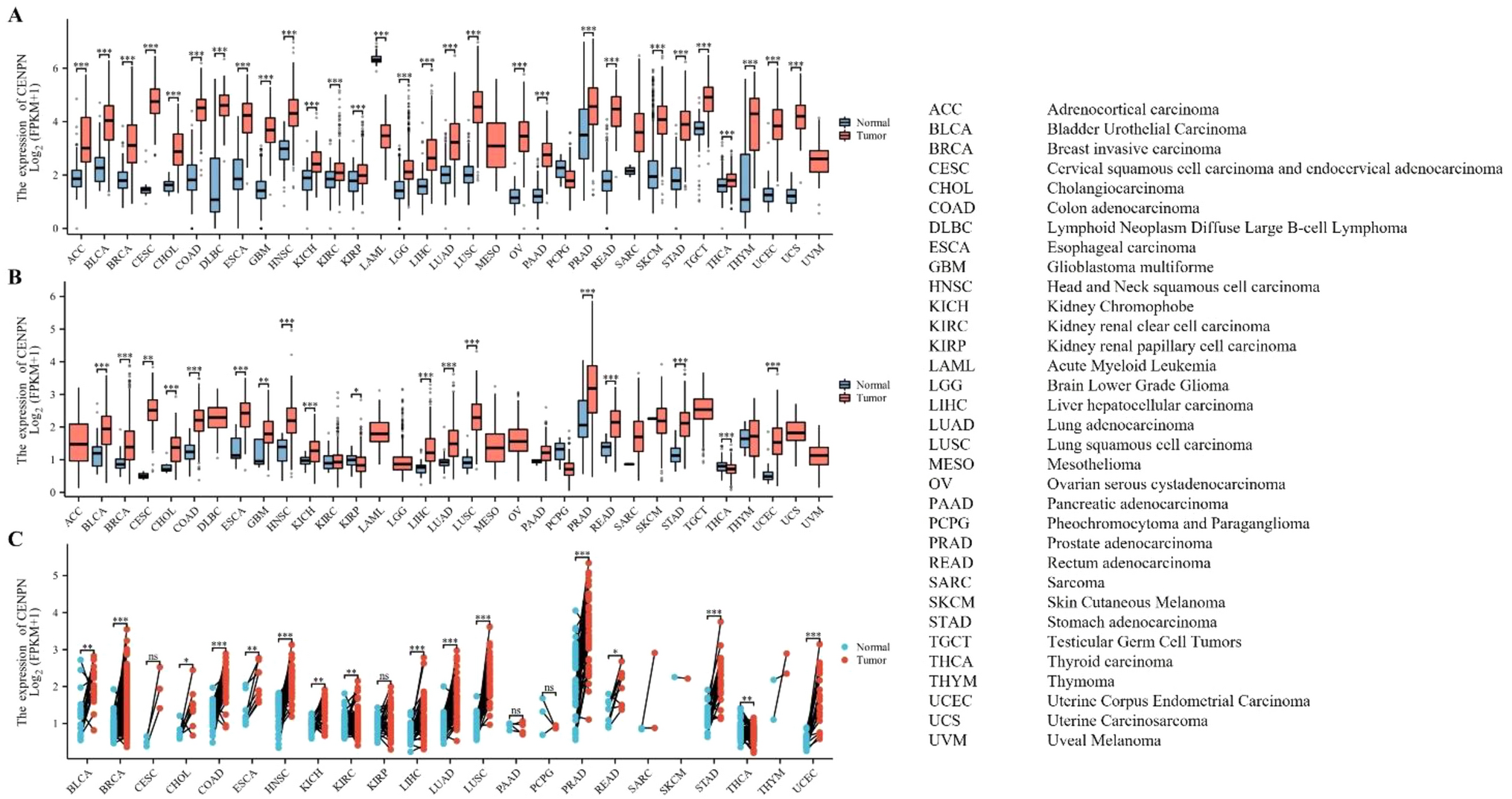 Pan-cancer analysis and single-cell analysis identifies the CENPN as a biomarker for survival prognosis and immunotherapy