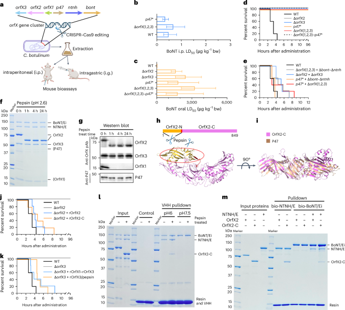 Botulinum neurotoxins exploit host digestive proteases to boost their oral toxicity via activating OrfXs/P47