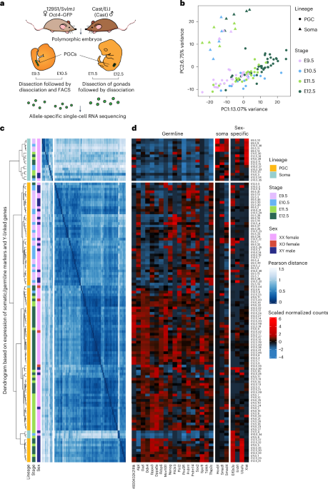 Temporal and regional X-linked gene reactivation in the mouse germline reveals site-specific retention of epigenetic silencing