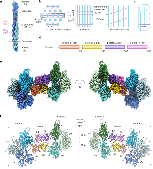 Fascin structural plasticity mediates flexible actin bundle construction