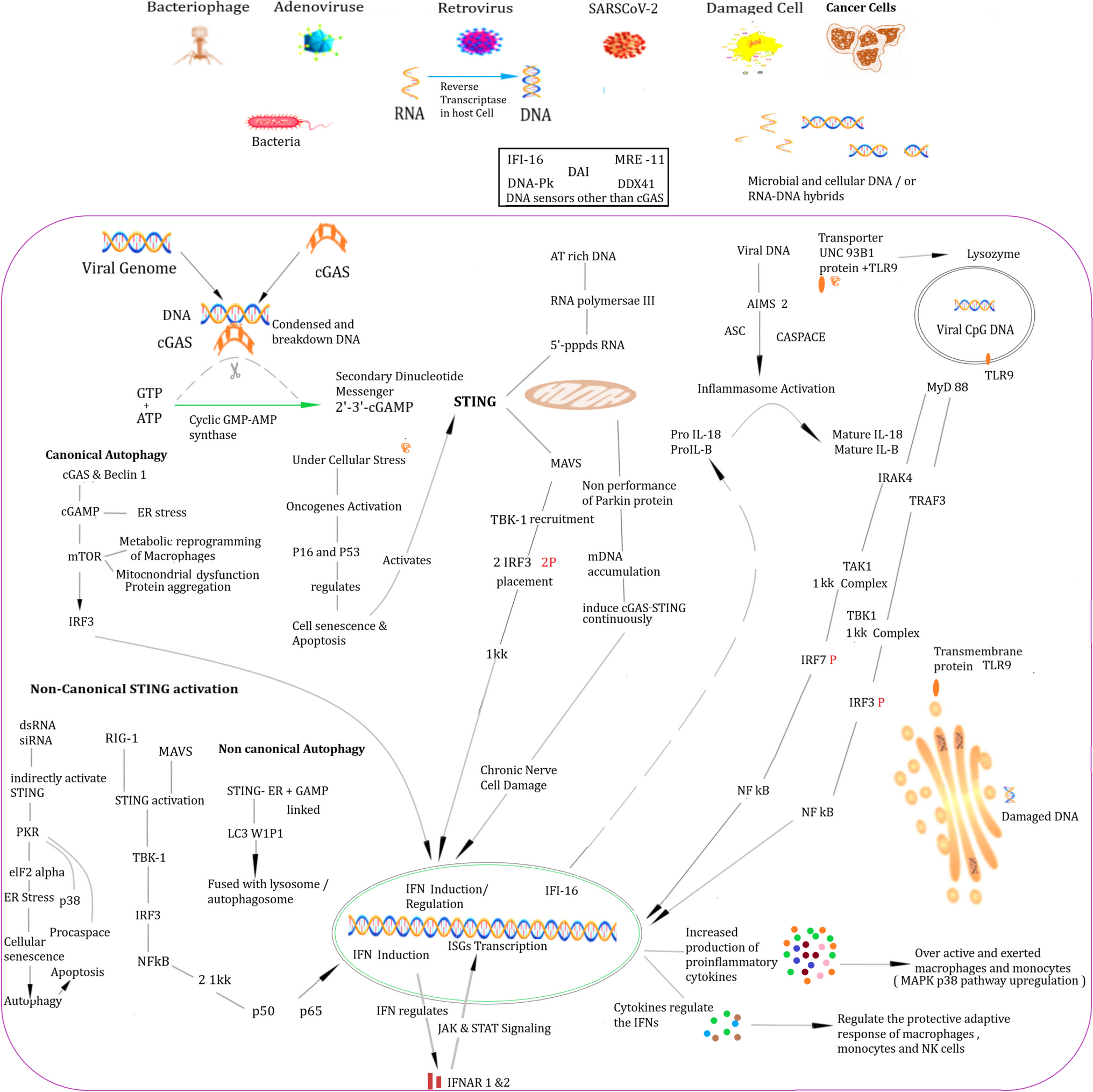 A central role of stimulator of interferon genes’ adaptor protein in defensive immune response