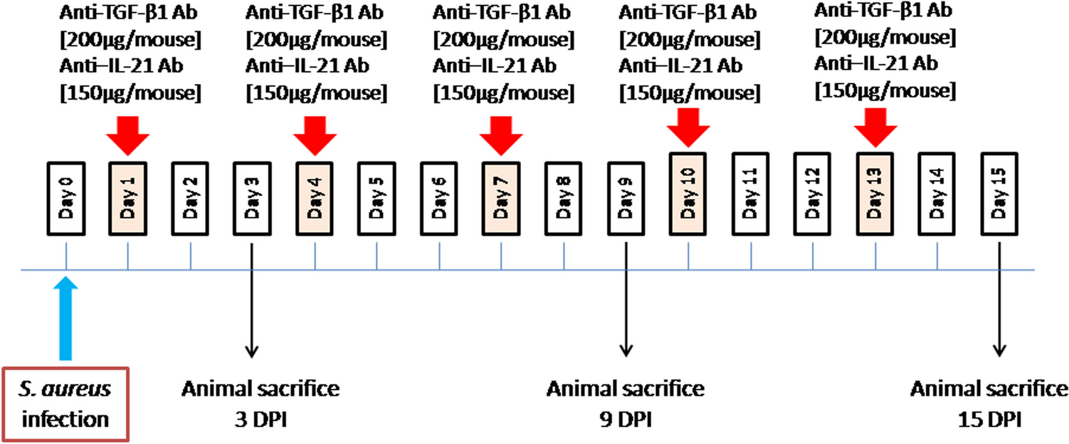 Dual neutralization of TGF-β and IL-21 regulates Th17/Treg balance by suppressing inflammatory signalling in the splenic lymphocytes of Staphylococcus aureus infection-induced septic arthritic mice