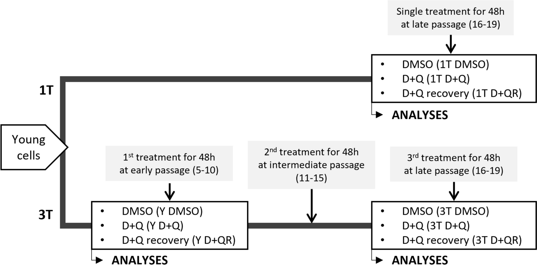 The senolytic cocktail, dasatinib and quercetin, impacts the chromatin structure of both young and senescent vascular smooth muscle cells