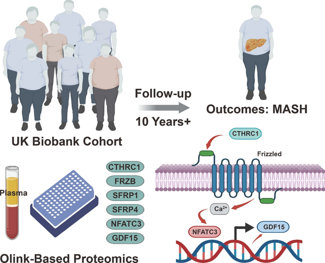 Non-canonical Wnt signaling pathway activated NFATC3 promotes GDF15 expression in MASH: prospective analyses of UK biobank proteomic data