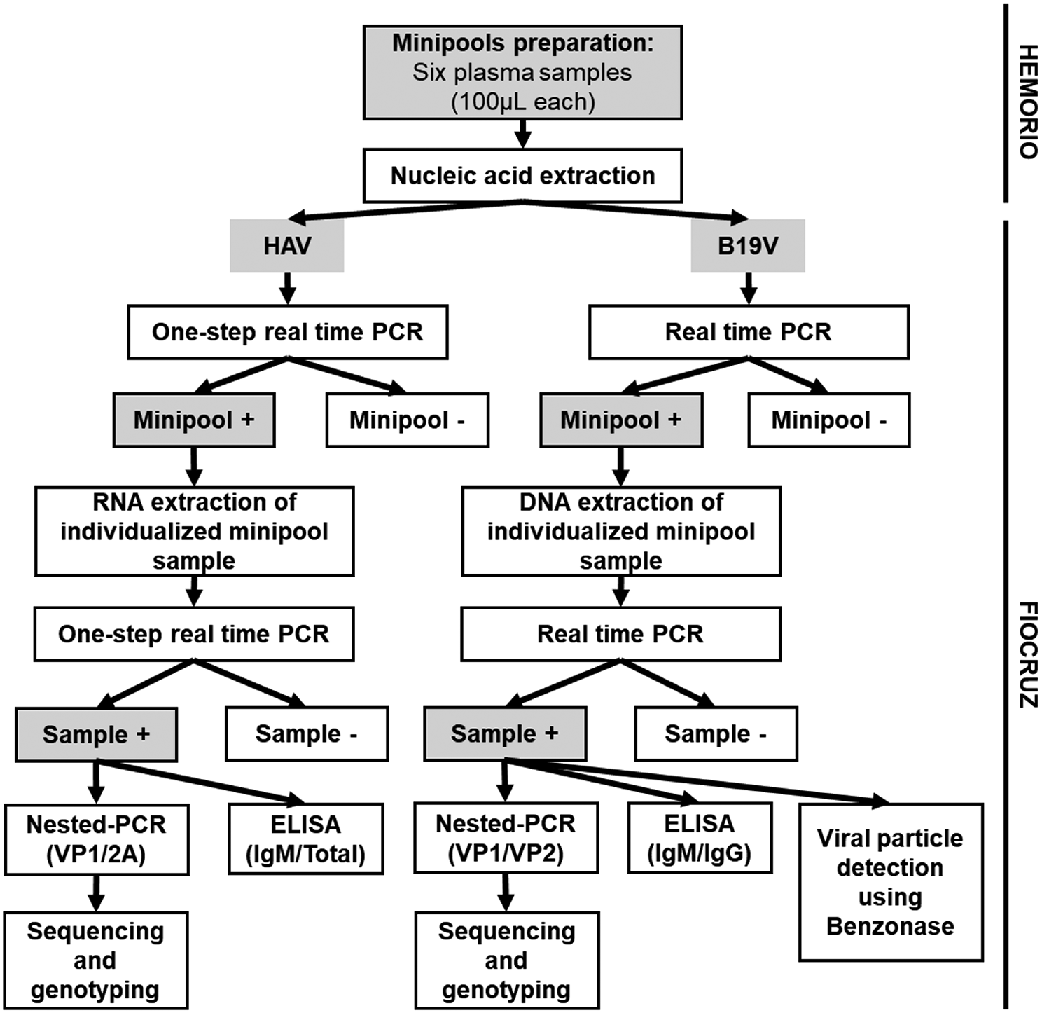 Incidence and estimated risk of residual transmission of hepatitis a virus and parvovirus B19 by blood transfusion in the state of Rio De Janeiro – Brazil: a retrospective study