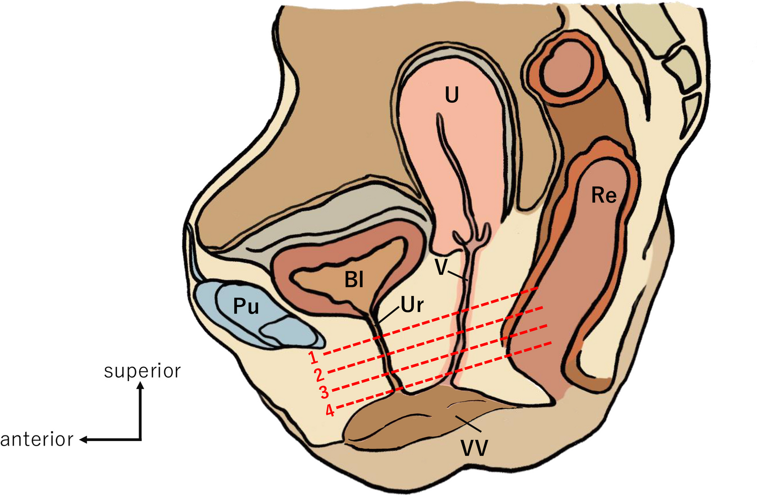 Three-dimensional Analysis of the Distribution of Smooth and Skeletal Muscle Tissue Around the Female Urethra