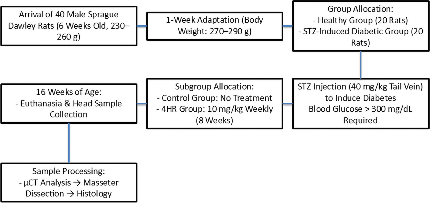 Therapeutic potential of 4-hexylresorcinol in reducing sarcopenia in diabetic masseter muscle