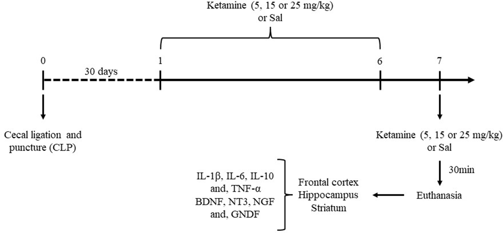 Exploring the Different Impacts of Ketamine on Neurotrophic Factors and Inflammatory Parameters in a Cecal Ligation and Puncture-Induced Sepsis Model