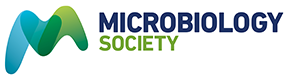 Streptococcus suivaginalis sp. nov., Streptococcus iners sp. nov. and Streptococcus iners subsp. hyiners subsp. nov. isolated from pigs