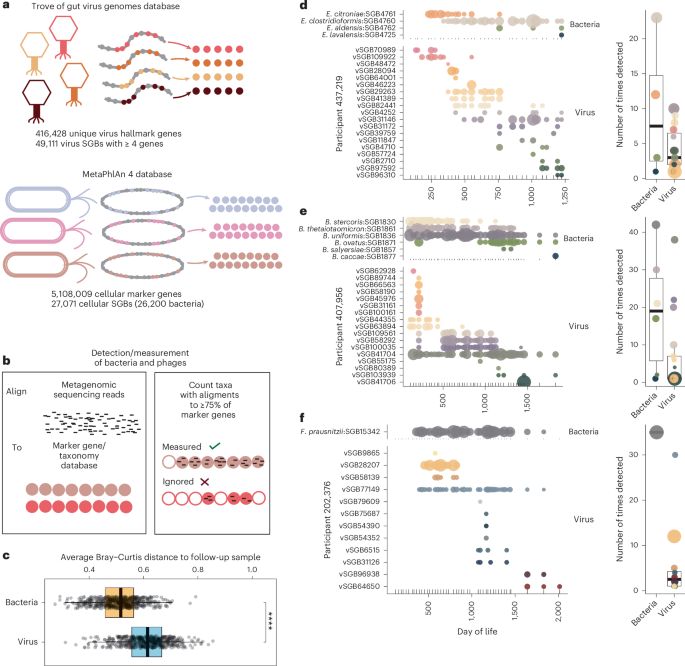 Longitudinal phage–bacteria dynamics in the early life gut microbiome