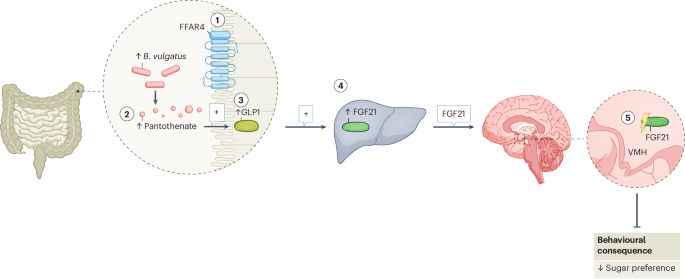 A gut microorganism turns the dial on sugar intake