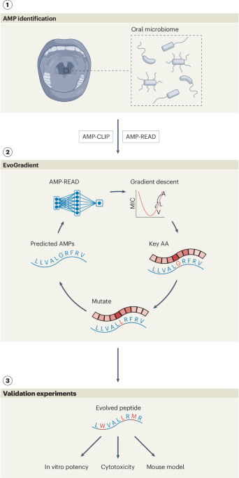 Explainable artificial intelligence evolves antimicrobial peptides