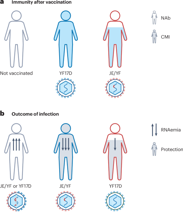 T cell-mediated protection in absence of virus neutralizing antibodies