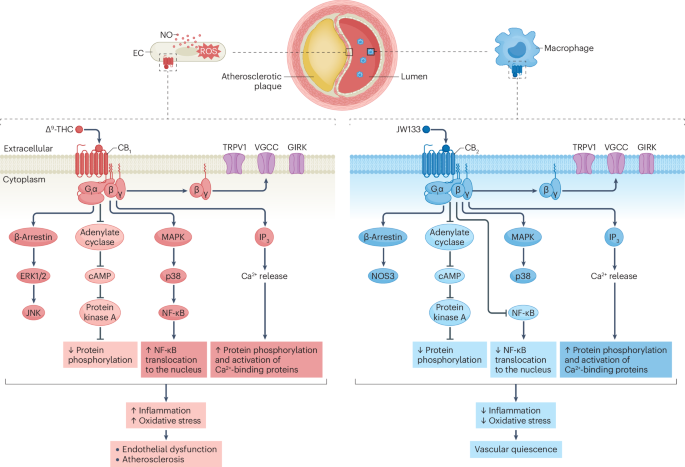 The relationship between cannabis and cardiovascular disease: clearing the haze