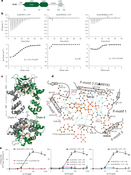 KorB switching from DNA-sliding clamp to repressor mediates long-range gene silencing in a multi-drug resistance plasmid