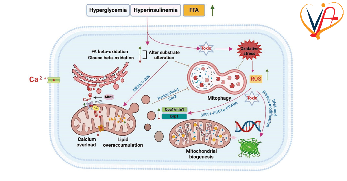 Mitochondrial Dysfunction as a Therapeutic Target in Diabetic Cardiomyopathy: Progress and Prospects