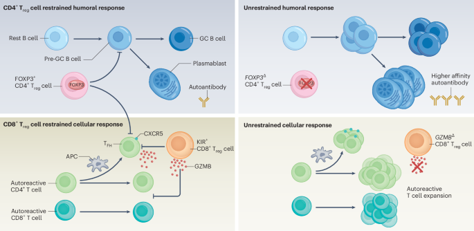 Distinct functions of CD4+ and CD8+ regulatory T cells in autoimmunity