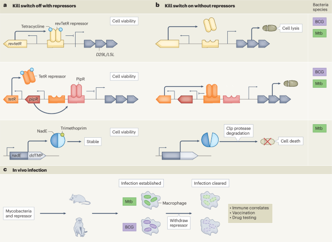 Engineering mycobacteria for vaccination and controlled human infection studies