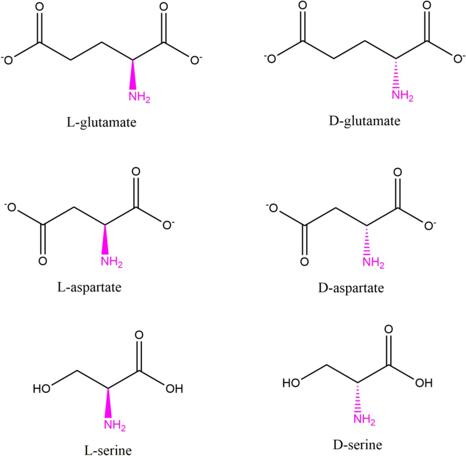 Excitatory amino acids as therapeutic agents: Reversing neurodegenerative trajectory by tackling excitotoxicity