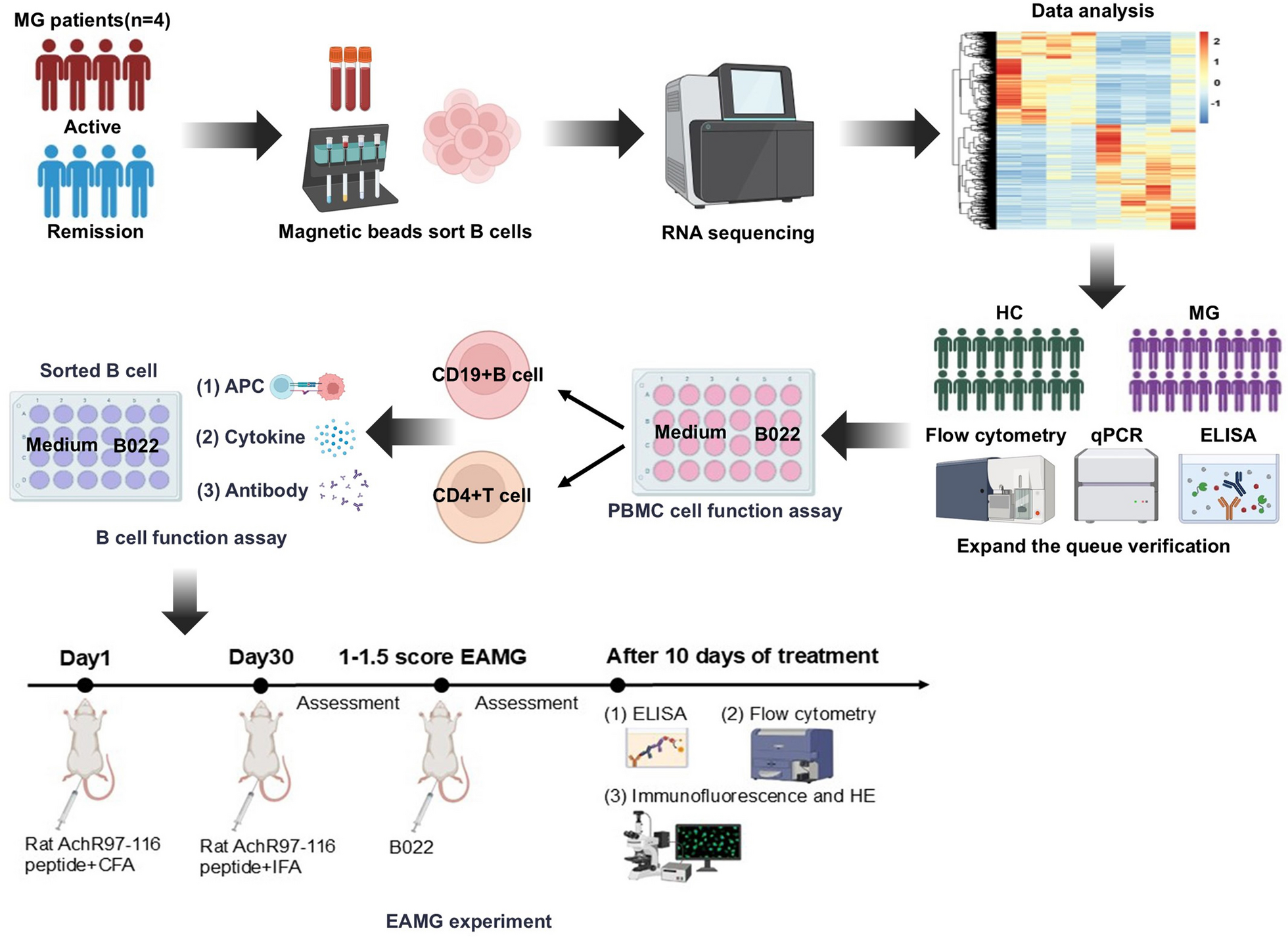 Targeting NF-kappaB-inducing kinase shapes B-cell homeostasis in myasthenia gravis