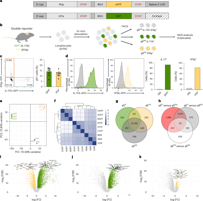 Signature cytokine-associated transcriptome analysis of effector γδ T cells identifies subset-specific regulators of peripheral activation