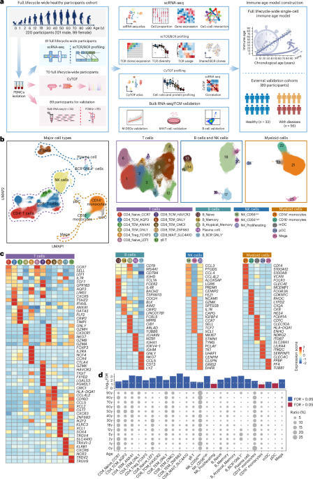 Integrating single-cell RNA and T cell/B cell receptor sequencing with mass cytometry reveals dynamic trajectories of human peripheral immune cells from birth to old age