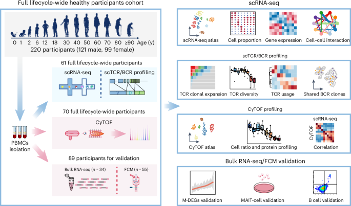 Single-cell profiling of the immune landscape across the human lifespan