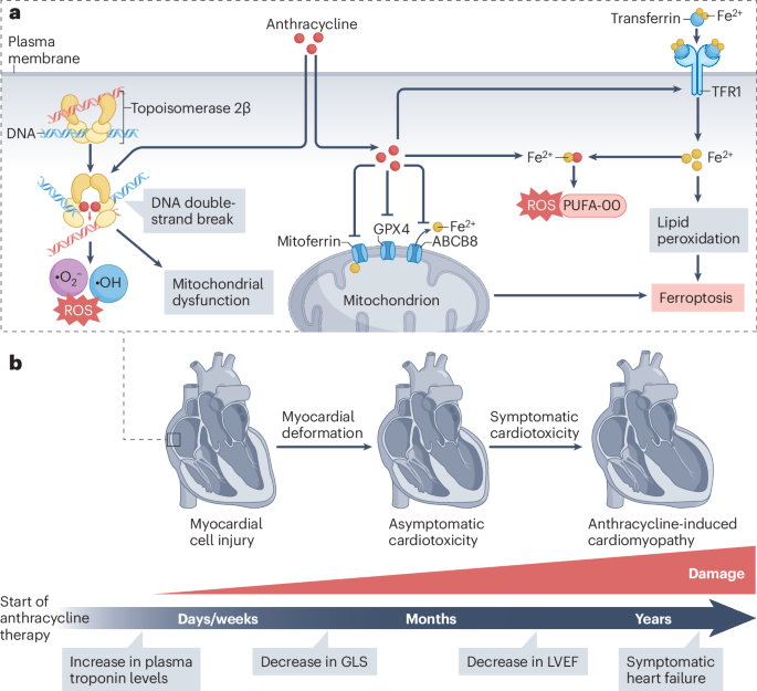 Anthracycline-induced cardiomyopathy: risk prediction, prevention and treatment