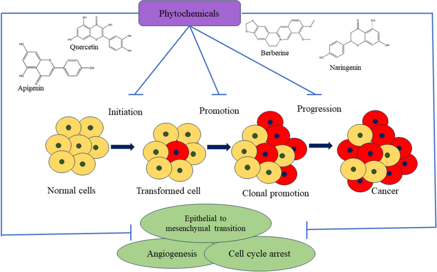 Phytochemicals in Cancer Therapy: Modulating Cell Cycle, Angiogenesis, and Epithelial-Mesenchymal Transition