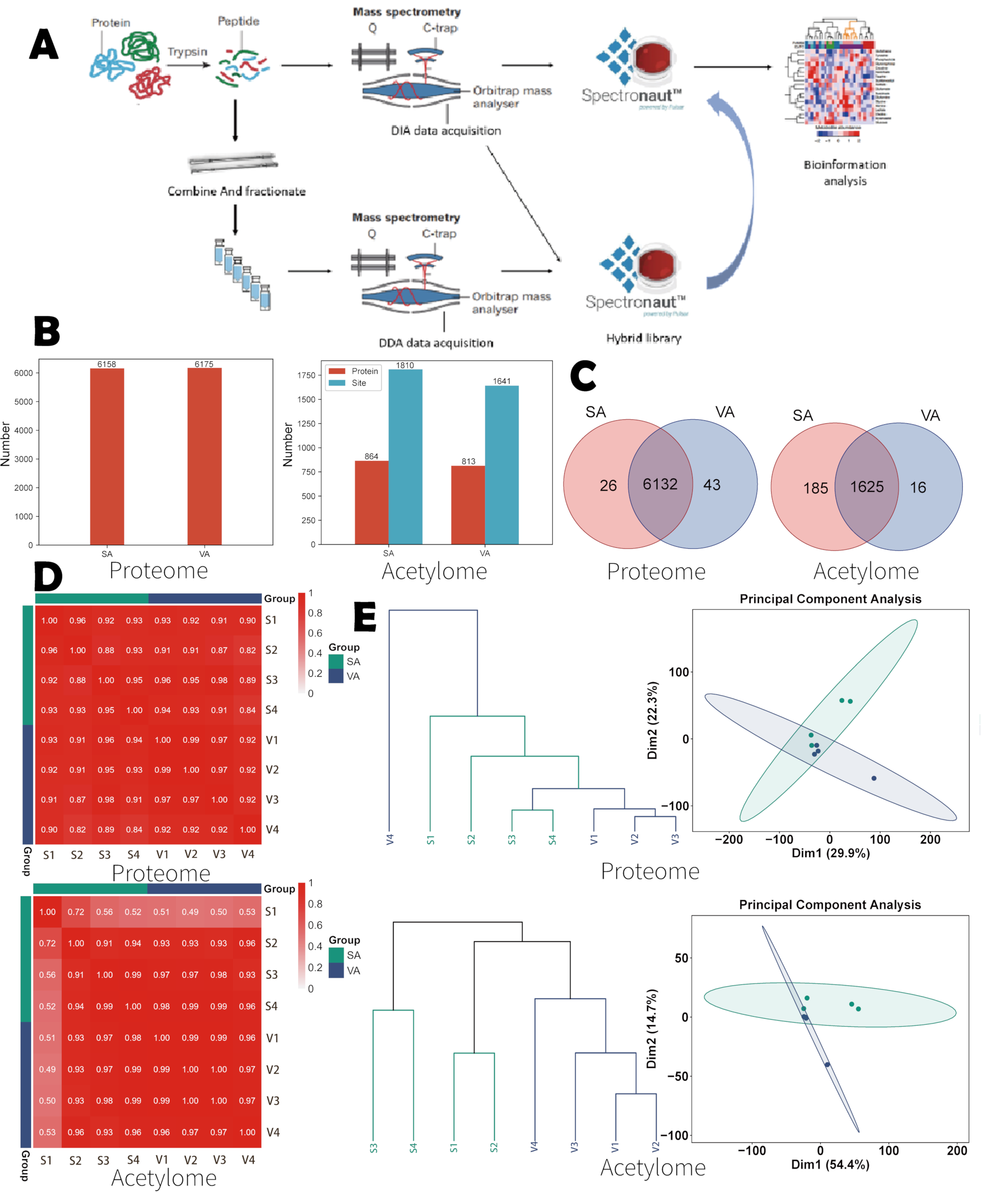 Depot-specific acetylation profiles of adipose tissues—therapeutic targets for metabolically unhealthy obesity