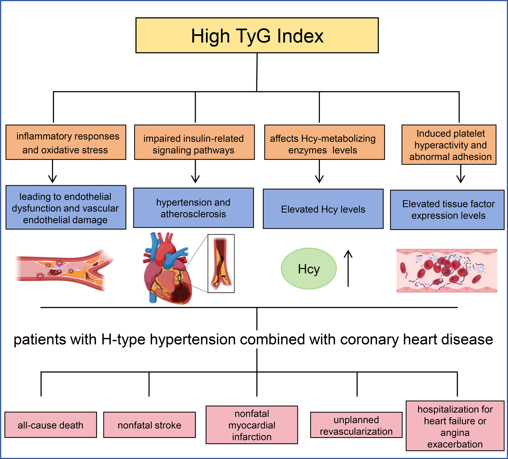 Triglyceride-glucose index predicts adverse cardiovascular events in patients with H-type hypertension combined with coronary heart disease: a retrospective cohort study