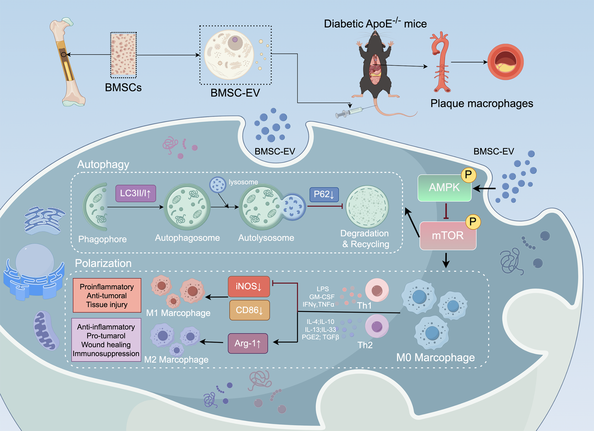 Bone marrow mesenchymal stem cell-derived extracellular vesicles alleviate diabetes-exacerbated atherosclerosis via AMPK/mTOR pathway-mediated autophagy-related macrophage polarization