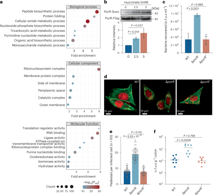 Microbiota-derived succinate promotes enterohaemorrhagic Escherichia coli virulence via lysine succinylation